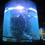 水槽や海の公園のための透明なアクリルシリンダー大きな魚のタンク