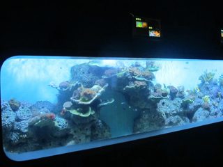 人工キャストアクリル円筒透明な魚の水族館/ビューウィンドウ