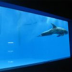 高品質ラージアクリル水族館/プールウィンドウ水中の厚い窓のシート