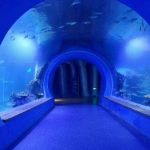 さまざまな形の高透明な大きなアクリルトンネル水族館