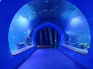 さまざまな形の高透明な大きなアクリルトンネル水族館